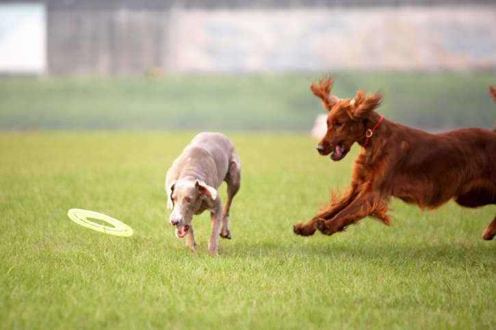 two dogs playing frisbee